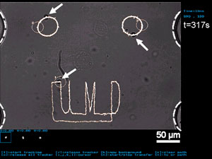 Drei lebende Zellen werden auf einem Chip in Position gebracht (Foto: Clark School)