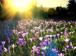 Mensch und Natur brauchen die Sonne (Foto: pixelio.de/Chinnaski)