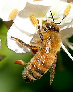 Biene auf Blume: Massensterben des wichtigsten Bestäubers geht weiter (Foto: FlickrCC/Taylar)