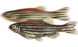 Zebrafisch: Heilt sich mit Retinsäure (Foto: uni-konstanz.de)