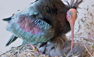 Goja and her family - shot by poachers