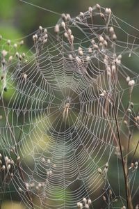 Spinnennetz: Künstlicher Faden ist stärker (Foto: pixelio.de/angieconscious)