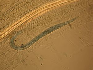 Fadenwurm: Seine Präsenz ist eine Gefahr für Ernten (Foto: Lee T. Aalders)