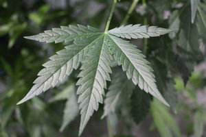 Marihuana: Offene Fragen über Pflanze bleiben (Foto: pixelio.de, Oliver Arndt)