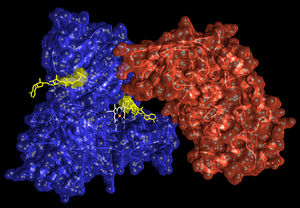 ARTC1 (rot) modifiziert Hemopexin (blau) durch ADP-Ribose (gelb) (Foto: uzh.ch)