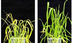 Dürregestresster Weizen ohne (li.) und mit OP-Behandlung (Fotos: ucr.edu)