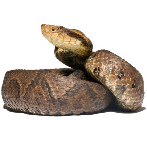 Neu entdeckte Krötenkopf-Lanzenotter Bothrocophias tulitoi sp. nov. (Foto: Juan Pablo Hurtado-Gómez)