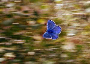 Schmetterling: Die Flügel inspirieren zu neuartiger Stromerzeugung (Foto: Adina Voicu, pixabay.com)