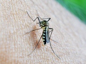 Malaria: Mehr als 200 Mio. Menschen infiziert (Foto: pixabay.com, Mohamed Nuzrath)