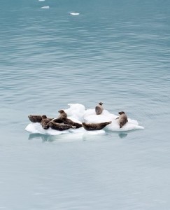 Seelöwen: Sie freuen sich über die letzten Eisschollen (Foto: Dennis Larson, pixabay.com)
