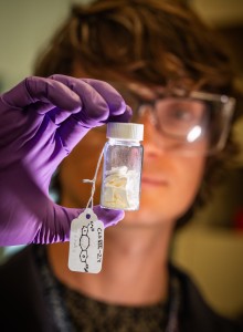 Ein Sandia-Forscher präsentiert das neue Molekül (Foto: Craig Fritz, sandia.gov)