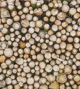 Holz: Rohstoff bald leichter für Treibstoffproduktion nutzbar (Foto: Felix Mittermeier, pixabay.com)