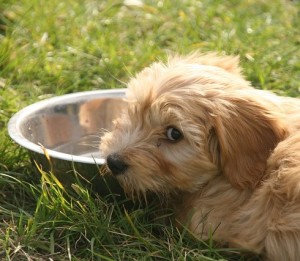 Trinkwasser mit Additiv schützt Zähne von Hunden (Foto: Iris Depiris, pixabay.com)