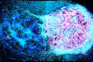Gedruckte Gehirnzellen (rechts) interagieren mit Mauszellen (Foto: Yongcheng Jin, ox.ac.uk)