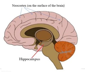 Gehirn: SSRI wirken in zwei Bereichen (Foto: Marc Dingman, neuroscientificallychallenged.com)