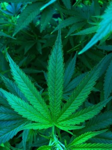 Cannabis: Pflanze verführt US-Teenager zum Alkoholkonsum (Foto: 510318, pixabay.com)