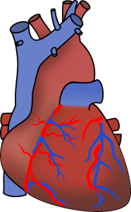 Herz: Cholesterin kann zur Gefahr für das Pumporgan werden (Bild: OpenClipart-Vectors, pixabay.com)