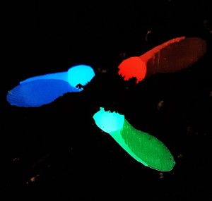 Forscher präsentieren fluoreszierende künstliche Feldahornsamen (Foto: iit.it)