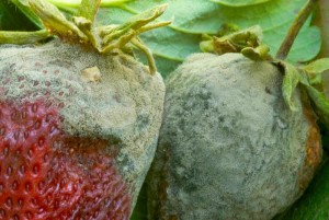 Von Grauschimmelfäule befallene Erdbeeren (Foto: Steven Koike, ucr.edu)