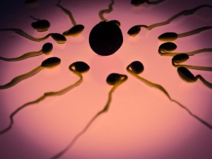 Spermien: Vollständigkeit entscheidet über Fruchtbarkeit (Foto: pixabay.com, Thomas Breher)