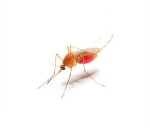 Anopheles-Mücke, die Malaria übertragen kann: Neuer Wirkstoff hält dagegen (Foto: uc3m.es)