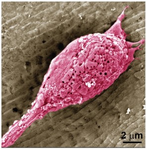 So sieht Fleischimitat aus dem Labor aus (Foto: ACS Biomaterials Science & Engineering)