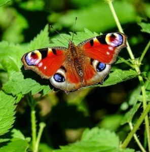 Schmetterling: Ultradünne Farbe nach dem Vorbild der Natur erzeugt (Foto: Ilo, pixabay.com)