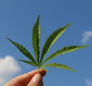 Cannabis: Pflanze erhöht Risiko von Herz-Kreislauf-Erkrankungen (Foto: TinaKru, pixabay.com)
