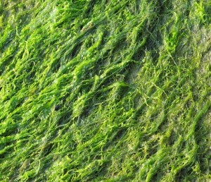 Algen: Pflanzen begnügen sich mit blau-grünem Licht (Foto: fraugun, pixabay.com)