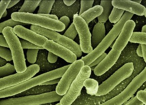 Bakterien: Körper muss rasch auf Eindringlinge reagieren (Foto: pixabay.com, Gerd Altmann)