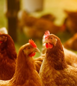 Hühner: Sie liefern Rohstoff für Superkondensatoren (Foto: pixabay.com, Alexa)