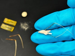 So sieht der säende Biohybrid-Roboter auf einer Hand im Labor aus (Foto: opentalk.iit.it)