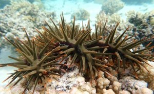 Dornenkronenseestern: verspeist Korallen mit Vorliebe (Foto: Sandie Degnan, uq.edu.au)
