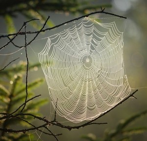Spinnennetz: Gebilde wie dieses können Geräusche 