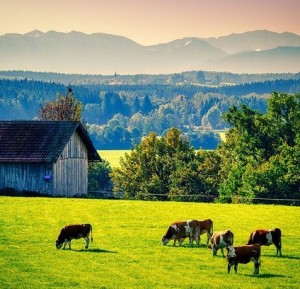 Glückliche Kühe: sind für Lebensmittelkäufer sehr wichtig (Foto: Albrecht Fietz, pixabay.com)