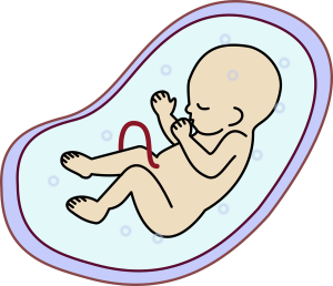 Embryo: Entwicklung wird dank KI lückenlos nachvollziehbar (Foto: pixabay.com, OpenClipart-Vectors)
