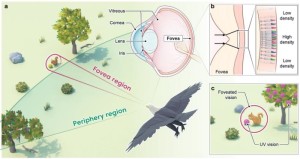 Prinzipskizze der Funktionen der Vogelaugen-Kamera (Infografik: IBS)