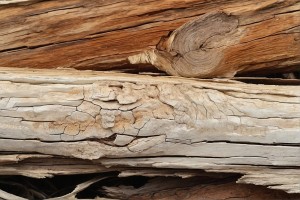 Holzschäden durch Weißfäule (Bild: goodRanking)