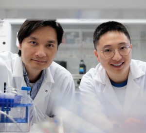 Shyh-Dar Li (links) und Jiamin Wu weisen Insulin-Molekülen den Weg (Foto: Justin Ohata, ubc.ca)