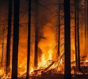 Waldbrand: Nach den Feuern steigt die Gefahr für neue Waldbrände (Foto: Gerd Altmann, pixabay.com)