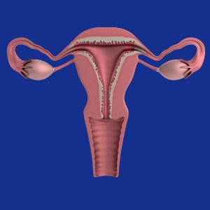 Geschlechtsorgan: Hydrogel verhütet und blockiert Blutrückfluss (Bild: pixabay.com, therapractice)