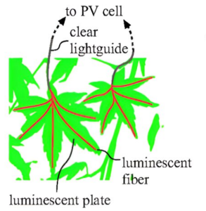 So sammelt das Ahornblatt Sonnenlicht ein (Bild: Journal of Photonics for Energy)