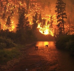 Feuersbrunst: Medienberichte dämmten 2019 Waldbrände ein (Foto: WikiImages, pixabay.com)