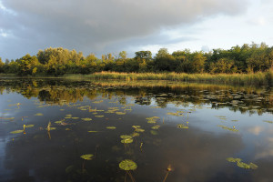 Naturnaher Altarm der Donau (Foto: Kurt Kracher)