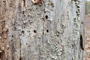 Sichtbarer Borkenkäferbefall mit Löchern an einem Baumstamm (Foto: goodRanking)