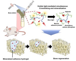 So werden Knochendefizite künftig geheilt (Grafik: postech.ac.kr/eng)
