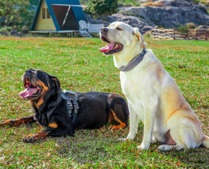 Hunde, die mit dem Satellai-Tracker ausgestattet sind (Foto: amazfit.com)