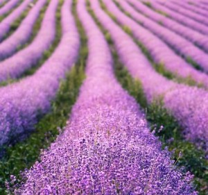 Lavendel: Rohstoff aus der Natur für künftig noch bessere Batterien (Foto: Joe#, pixabay.com)