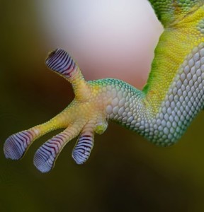 Gecko-Füße: dienen als Vorbild für rutschfeste Sohlen (Foto: R. und P. Skitterians, pixabay.com)