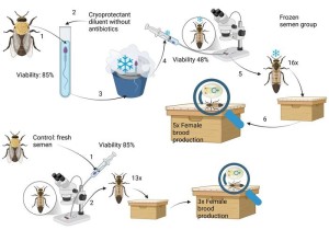 So werden Bienen in dem neuen Verfahren künstlich befruchtet (Illustration: uliege.be)